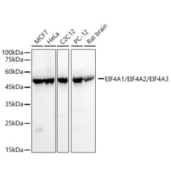 EIF4A1/EIF4A2/EIF4A3 Rabbit mAb