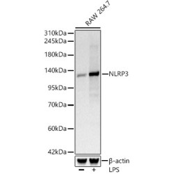 NLRP3 Rabbit mAb