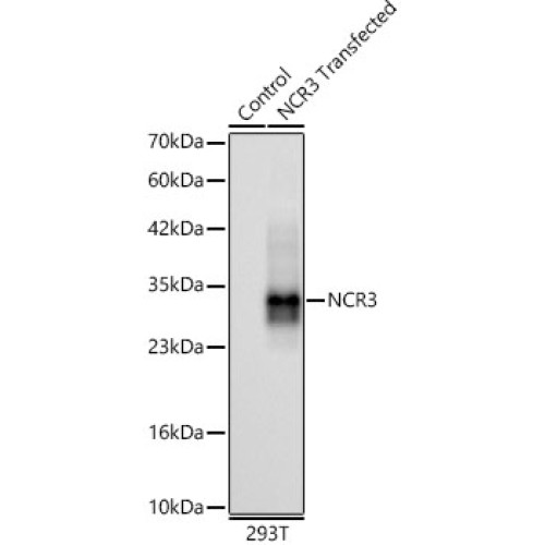 NCR3 Rabbit mAb