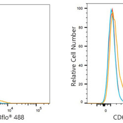 ABflo® 488 Rabbit anti-Human CD62E/E-Selectin mAb