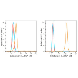 ABflo® 594 Rabbit anti-Human Cytokeratin 8/KRT8 mAb