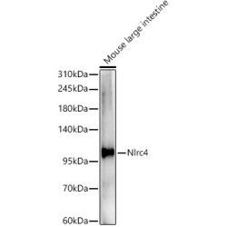 NLRC4 Rabbit pAb
