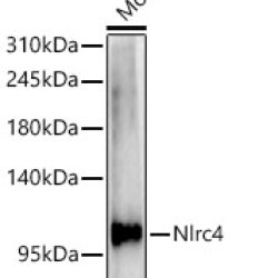 NLRC4 Rabbit pAb