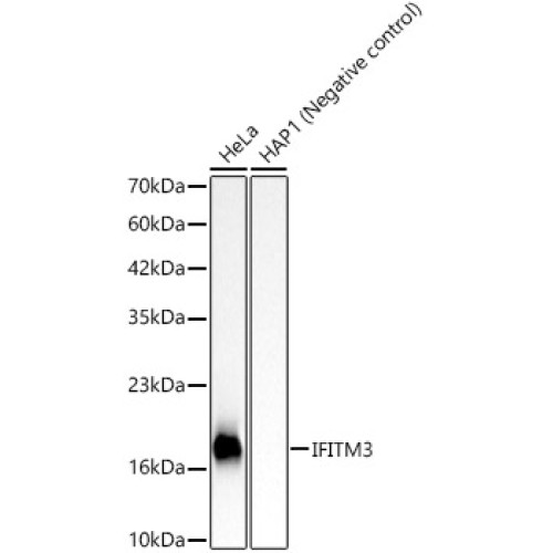 IFITM3 Rabbit mAb