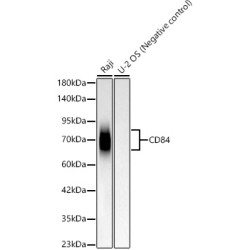 CD84 Rabbit mAb