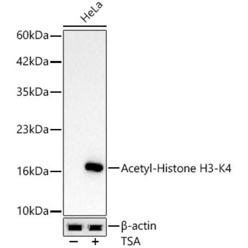 Acetyl-Histone H3-K4 Rabbit mAb