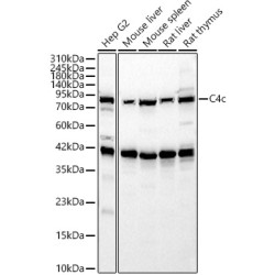 C4c Rabbit pAb