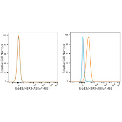 ABflo® 488 Rabbit anti-Human HER3/ErbB3 mAb