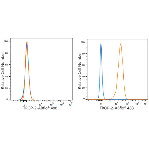 ABflo® 488 Rabbit anti-Human TROP-2 mAb