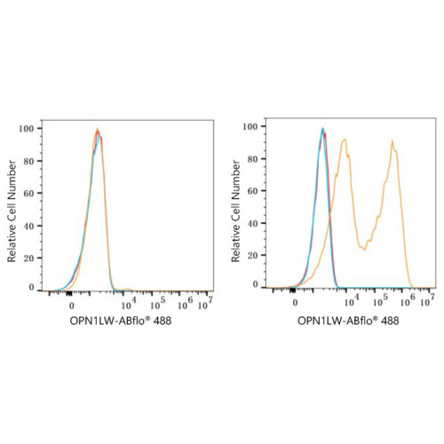 ABflo® 488 Rabbit anti-Human OPN1LW/OPN1MW mAb