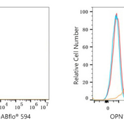ABflo® 594 Rabbit anti-Human OPN1LW/OPN1MW mAb