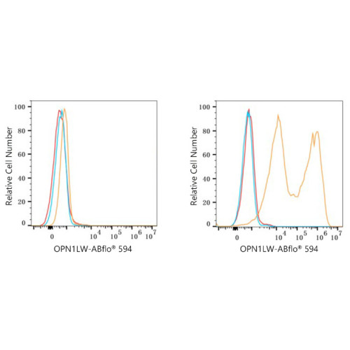 ABflo® 594 Rabbit anti-Human OPN1LW/OPN1MW mAb