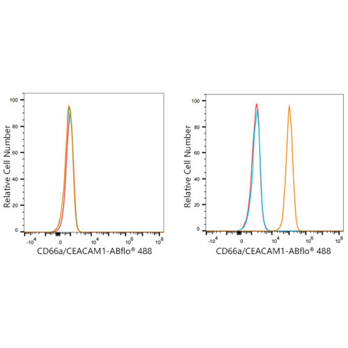 ABflo® 488 Rabbit anti-Human CD66a/CEACAM1a mAb