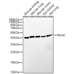 Renin Rabbit mAb