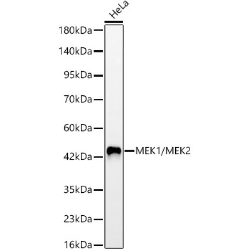 MEK1/MEK2 Rabbit mAb