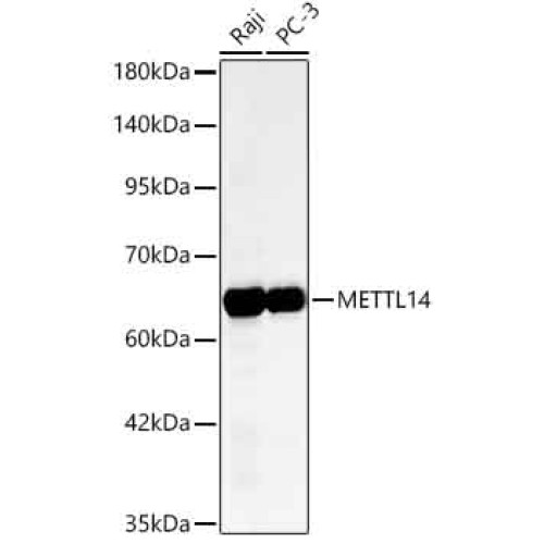 [KD Validated] METTL14 Rabbit mAb