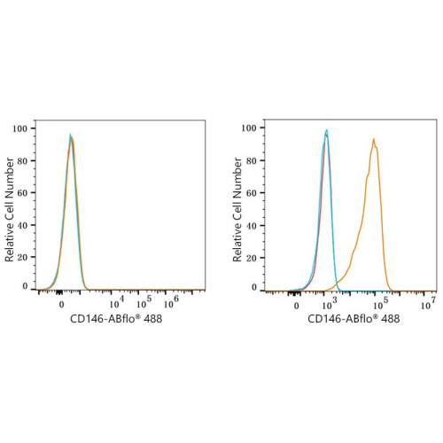 ABflo® 488 Rabbit anti-Mouse CD146 mAb