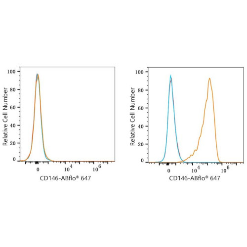ABflo® 647 Rabbit anti-Mouse CD146 mAb