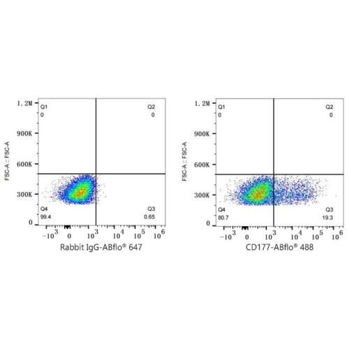 ABflo® 488 Rabbit anti-Human CD177 mAb