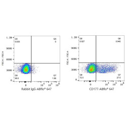 ABflo® 647 Rabbit anti-Human CD177 mAb