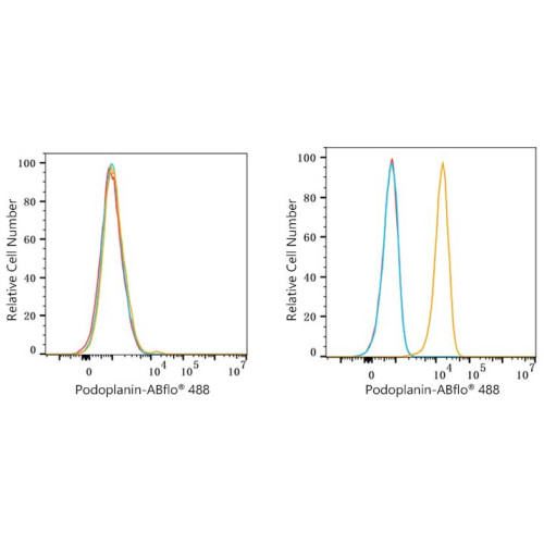 ABflo® 488 Rabbit anti-Human Podoplanin mAb
