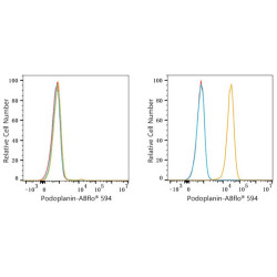ABflo® 594 Rabbit anti-Human Podoplanin mAb