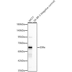 ESRα Rabbit mAb