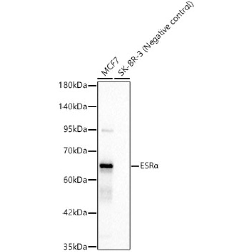 ESRα Rabbit mAb