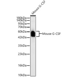 Mouse G-CSF Rabbit mAb