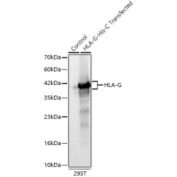 HLA-G Rabbit mAb