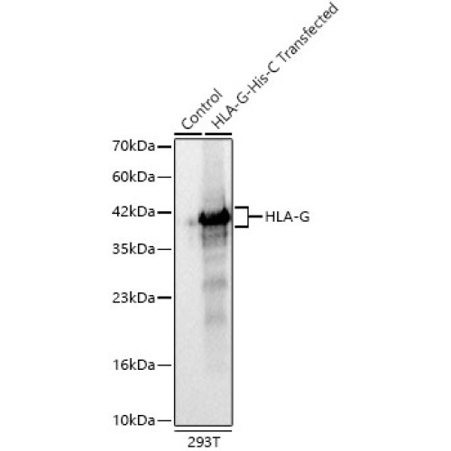 HLA-G Rabbit mAb