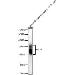 IL-31 Rabbit mAb