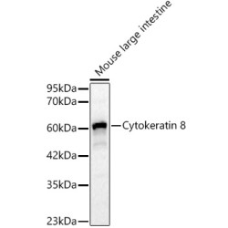 [KO Validated] Cytokeratin 8 Rabbit pAb