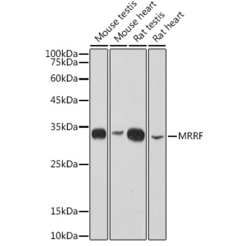 MRRF Rabbit mAb