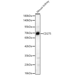 CD275 Rabbit pAb