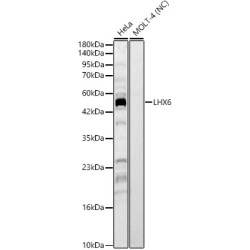 LHX6 Rabbit pAb
