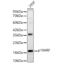 p19ARF Rabbit pAb