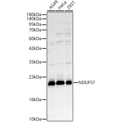 NDUFS7 Rabbit pAb