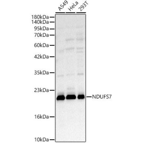 NDUFS7 Rabbit pAb