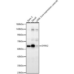 DYRK2 Rabbit pAb