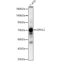 GRHL2 Rabbit pAb