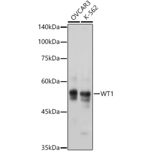WT1 Rabbit mAb