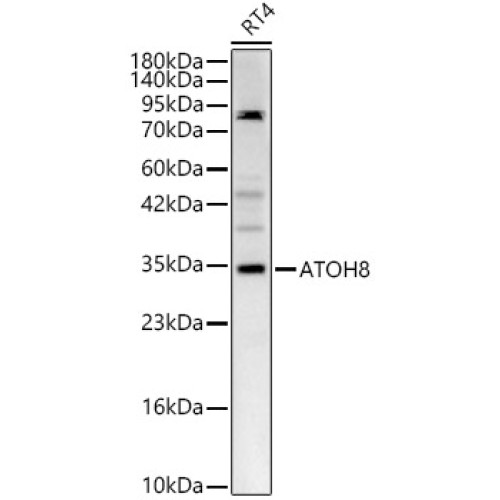 ATOH8 Rabbit pAb