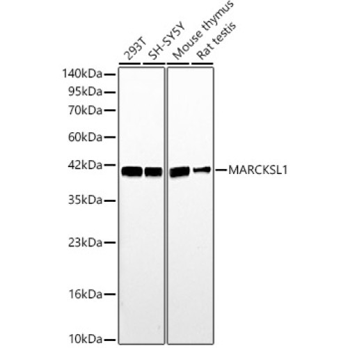 MARCKSL1 Rabbit pAb