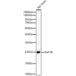RAP1B Rabbit pAb