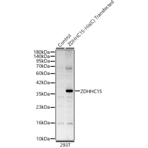 ZDHHC15 Rabbit pAb