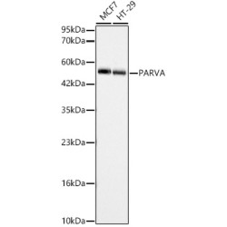 PARVA Rabbit pAb