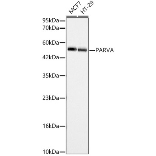 PARVA Rabbit pAb