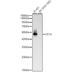 CK14 Rabbit pAb