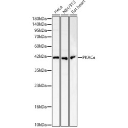 PKACα Rabbit pAb